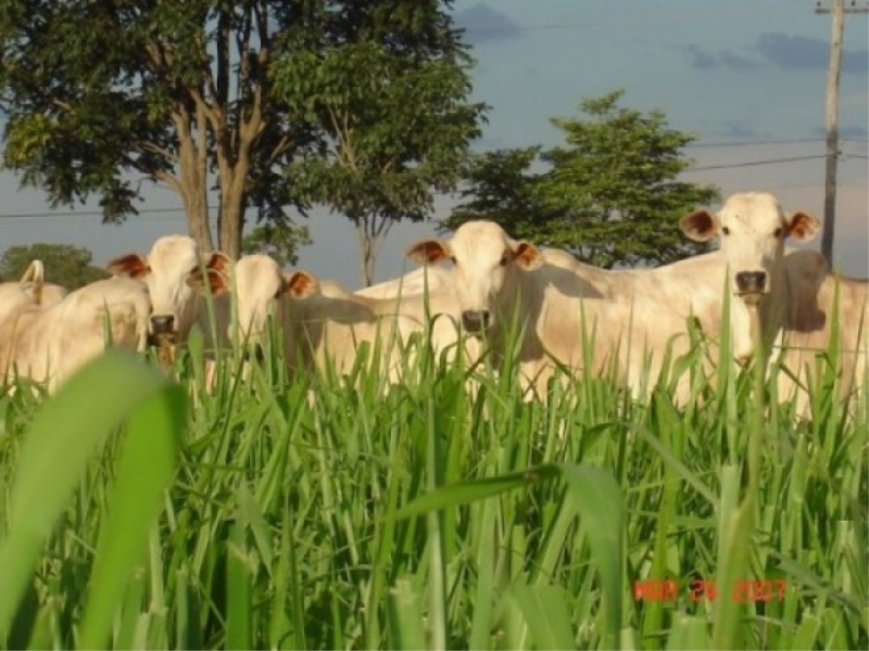 Sementes de Pastagem de Inverno